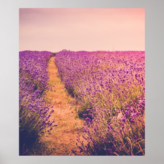 Lavander Poster (Vorne)