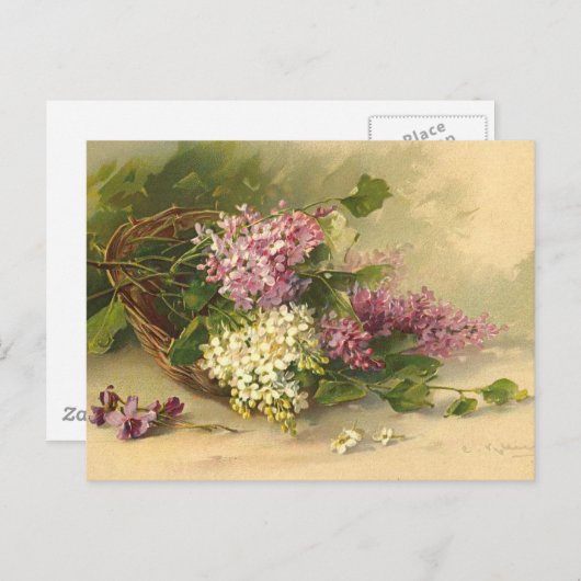 Lavander und die weiße Schönheit Postkarte (Vorne/Hinten)