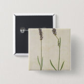 Lavandula officinalis (alter englischer Lavendel), Button (Vorne & Hinten)