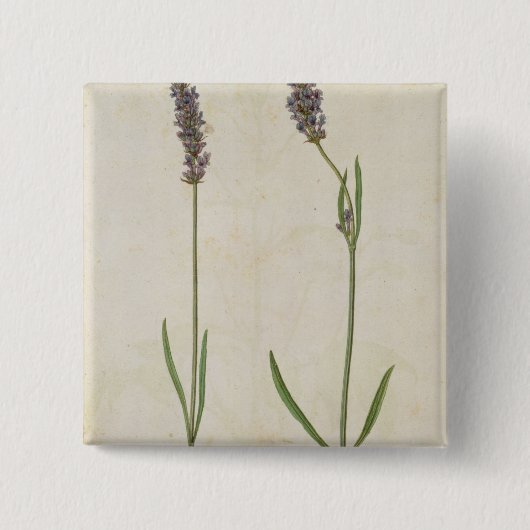 Lavandula officinalis (alter englischer Lavendel), Button (Vorderseite)