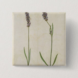 Lavandula officinalis (alter englischer Lavendel), Button