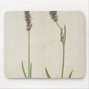 Lavandula officinalis (alter englischer Lavendel), Mousepad