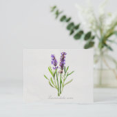 Lavandula Vera Postkarte (Stehend Vorderseite)