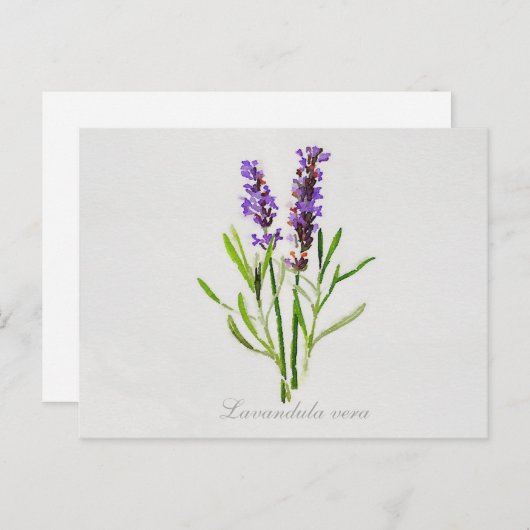 Lavandula Vera Postkarte (Vorne/Hinten)
