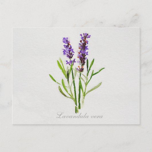 Lavandula Vera Postkarte (Vorderseite)