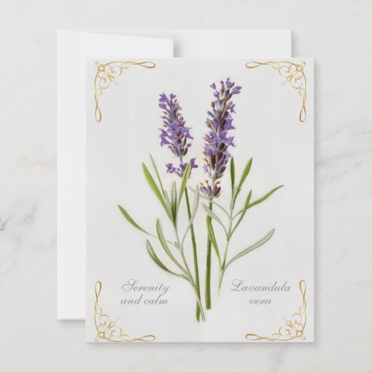 Lavandula Vera Serenity and Calm (Vorderseite)