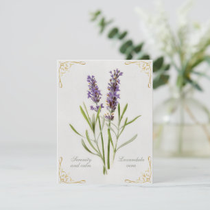 Lavandula Vera Serenity and Calm