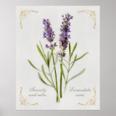 Lavandula Vera Serenity and Calm Poster (Vorne)