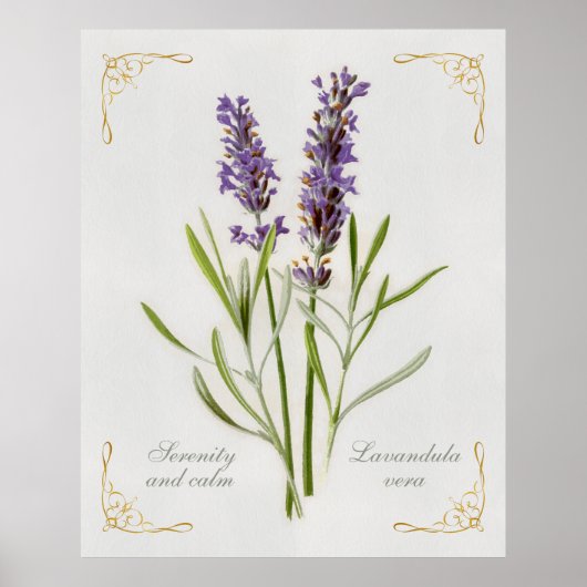 Lavandula Vera Serenity and Calm Poster (Vorne)