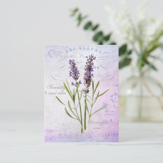Lavandula Vera Serenity and Calm Postkarte (Stehend Vorderseite)