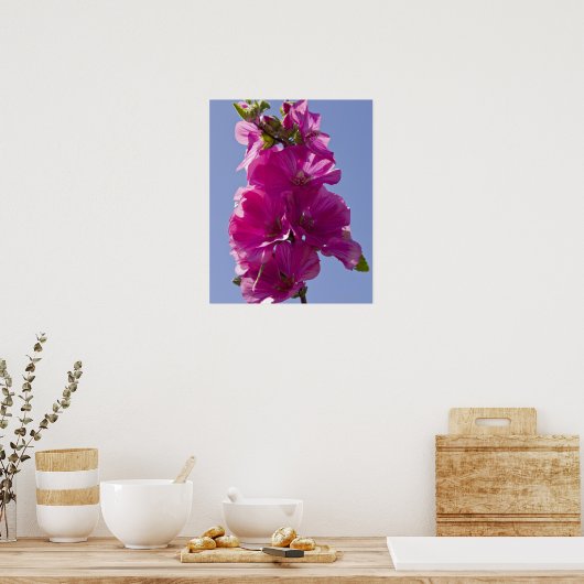 Lavatera, auch bekannt als Baum Mallow. Poster (Küche)