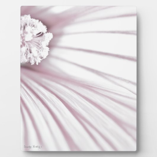 Lavatera Blume Macro Fotoplatte (Vorderseite)