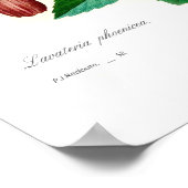 Lavatera phoenicea poster (Ecke)