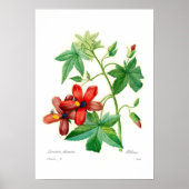 Lavatera phoenicea poster (Vorne)