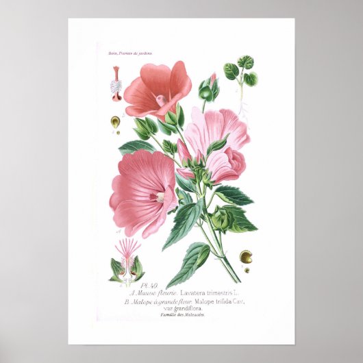 Lavatera trimestris und Malope trifida Poster (Vorne)
