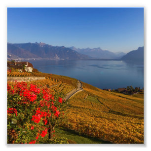 Lavaux Region, Waadt, die Schweiz Fotodruck
