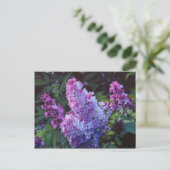 Lavendar Lilacs Postkarte (Stehend Vorderseite)