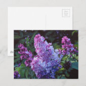 Lavendar Lilacs Postkarte (Vorne/Hinten)