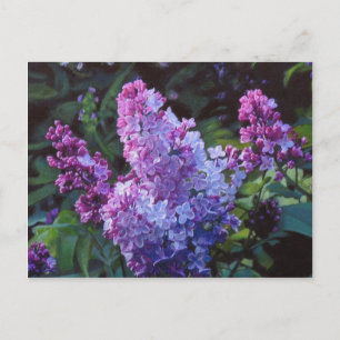Lavendar Lilacs Postkarte