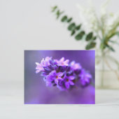Lavendar Postkarte (Stehend Vorderseite)