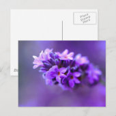 Lavendar Postkarte (Vorne/Hinten)