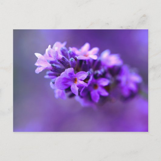 Lavendar Postkarte (Vorderseite)