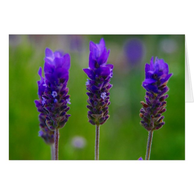 Lavendel (Vorderseite (Horizontal))