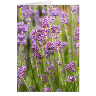 Lavendel