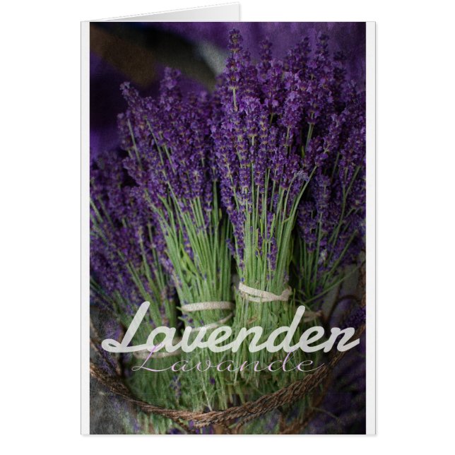 Lavendel (Vorne)