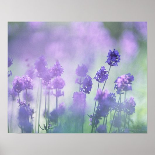 Lavendel 2 poster (Vorne)
