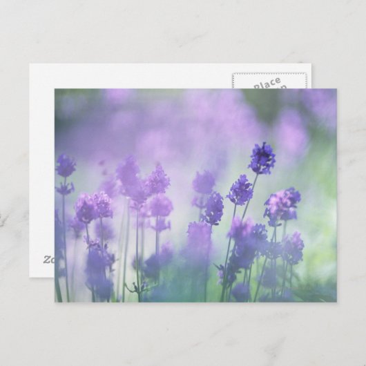 Lavendel 2 postkarte (Vorne/Hinten)