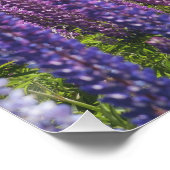 Lavendel am Seeufer Poster (Ecke)