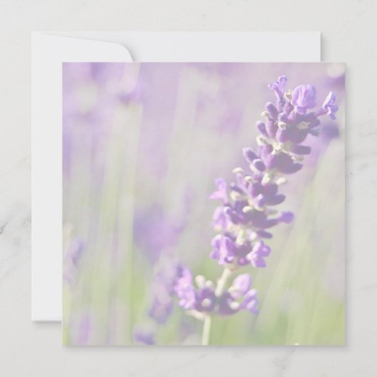 Lavendel ・ Ankündigung Datum freihalten (Rückseite)
