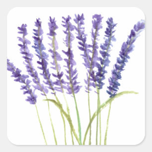 Lavendel Aquarellmalerei, violette Blumen Quadratischer Aufkleber