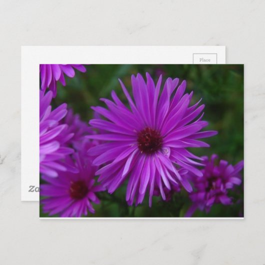Lavendel Aster Postkarte (Vorne/Hinten)