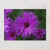 Lavendel Aster Postkarte (Vorderseite)