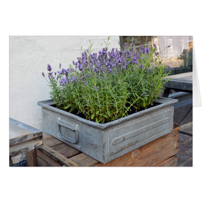 Lavendel auf dem Markt für Blume (Vorderseite (Horizontal))