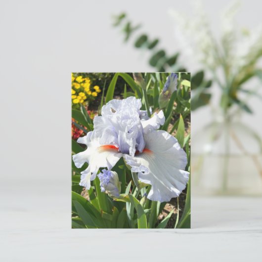 Lavendel Bearded Iris Postcard Postkarte (Stehend Vorderseite)