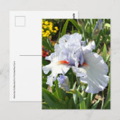 Lavendel Bearded Iris Postcard Postkarte (Vorne/Hinten)