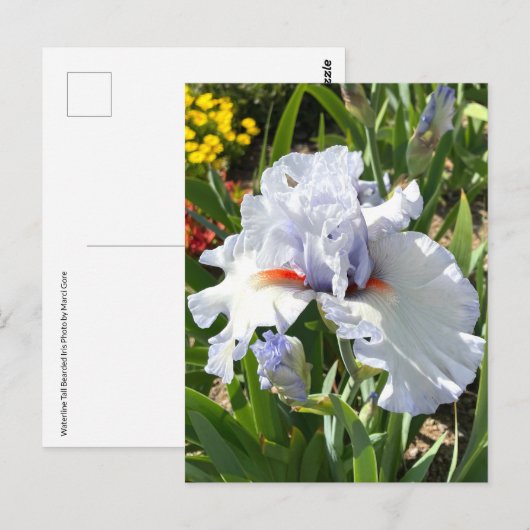 Lavendel Bearded Iris Postcard Postkarte (Vorne/Hinten)