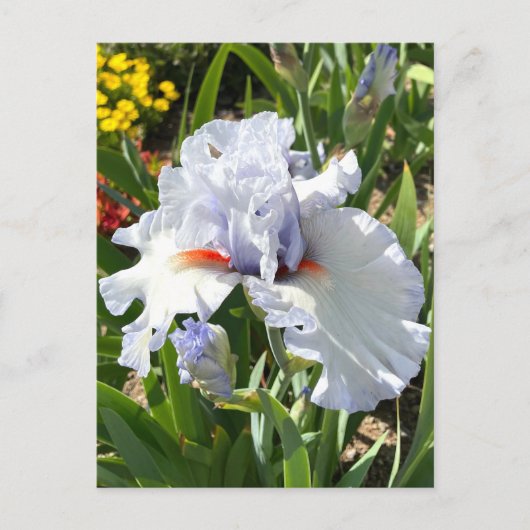Lavendel Bearded Iris Postcard Postkarte (Vorderseite)