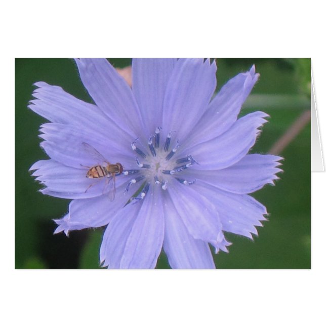Lavendel-Blau (Vorderseite (Horizontal))