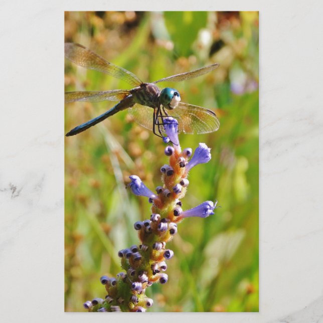 Lavendel-Blume (Vorderseite)