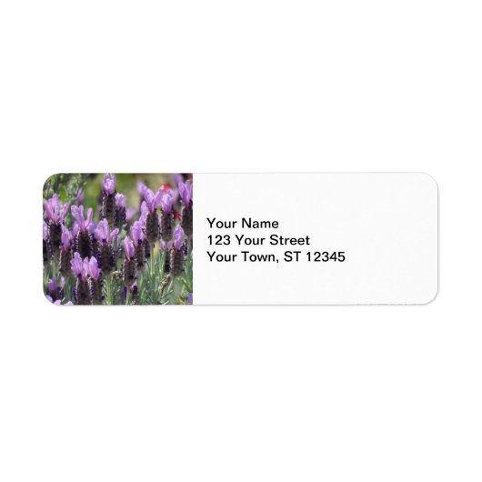 Lavendel-Blume (Vorne)