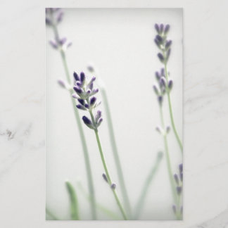 Lavendel-Blume