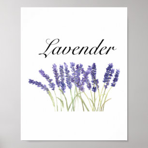 Lavendel Blume Aquarellkräuter lila schick Poster