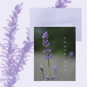 Lavendel-Blume Botanische Blumenfotografie