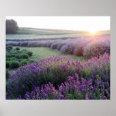 Lavendel-Blume-Feldposter Poster (Vorne)