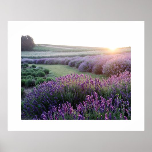 Lavendel-Blume-Feldposter Poster (Vorne)