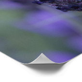 Lavendel Blume Foto Plakatdruck Poster (Ecke)